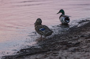 Vahşi drake ve nehir kıyısında üzerinde ördek
