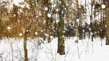 Kış ormanı ve düşen kar.