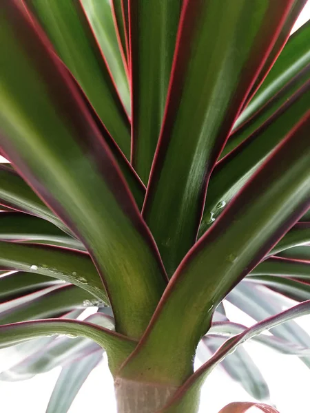 Exotic palm,  plant, indoor, pattern, leaf, tropical, background,