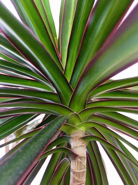 Exotic palm,  plant, indoor, pattern, leaf, tropical, background,