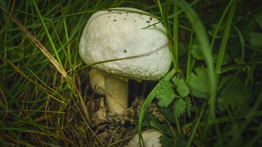 ield, kir, çim, boş, parça, kulp, toplama, incelemek, açık, doğa, bitkiler, zemin,