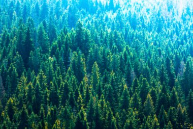 çam ağaçları, çeşitli katmanlar, iğne yapraklı orman, alamy, karaçam ağacı