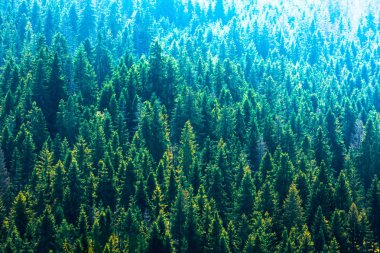 çam ağaçları, yeşil dağlar, sabah sis, akşam ışığı, kozalaklı