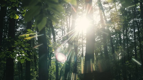 Güneş ışınları yeşil orman yapraklarını delip geçer. Işık tayfı, ışığın kırılması, parlama.