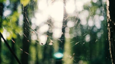 Yaz ormanı arkaplanının bulanık arkaplanı görüntü, manzara