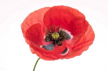 parlak kırmızı haşhaş çiçek üzerinde beyaz izole