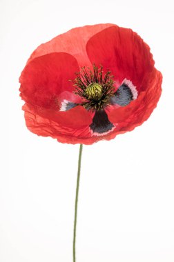 parlak kırmızı haşhaş çiçek üzerinde beyaz izole