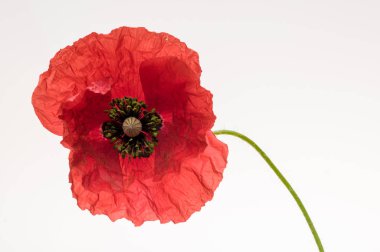 parlak kırmızı haşhaş çiçek üzerinde beyaz izole