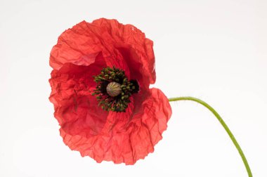 parlak kırmızı haşhaş çiçek üzerinde beyaz izole