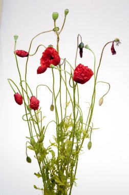 parlak kırmızı haşhaş çiçek üzerinde beyaz izole