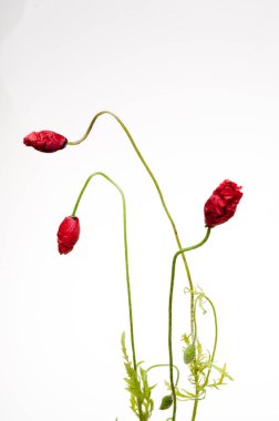 parlak kırmızı haşhaş çiçek üzerinde beyaz izole