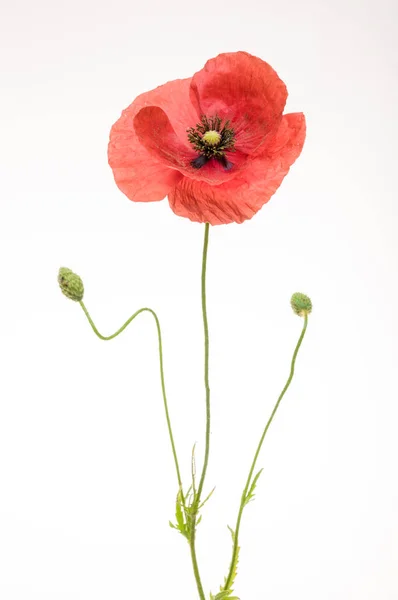 Bright Red Poppy Flower Isolated White — Stock Photo, Image