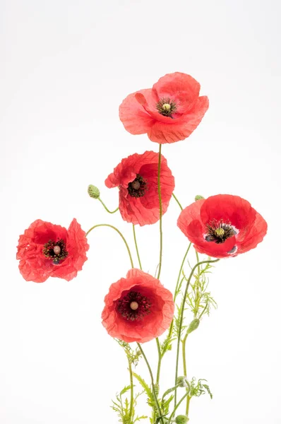 Bright Red Poppy Flower Isolated White — Stock Photo, Image