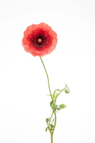 Bright Red Poppy Flower Isolated White — Stock Photo, Image