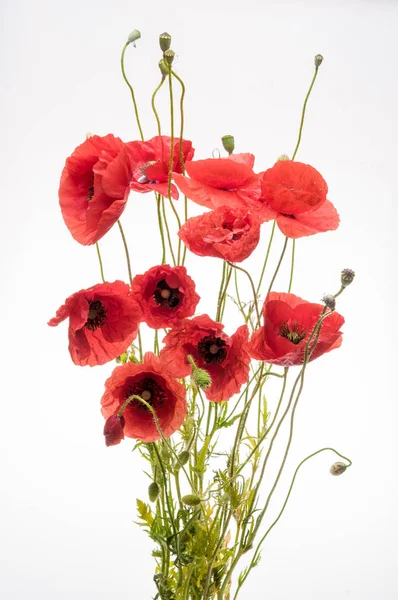 Fleur Pavot Rouge Vif Isolé Sur Blanc — Photo