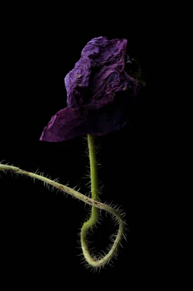 Amapola Roja Aislada Sobre Fondo Negro —  Fotos de Stock