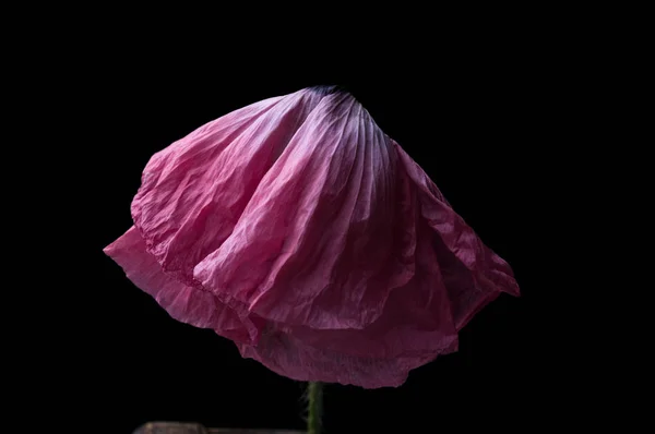 Roter Mohn Isoliert Auf Schwarzem Hintergrund — Stockfoto