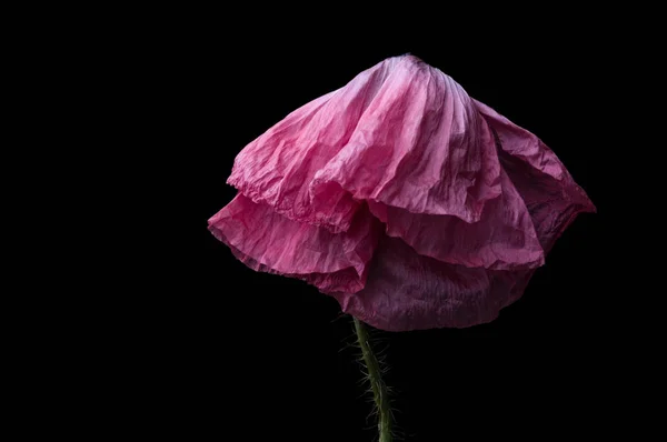 Roter Mohn Isoliert Auf Schwarzem Hintergrund — Stockfoto