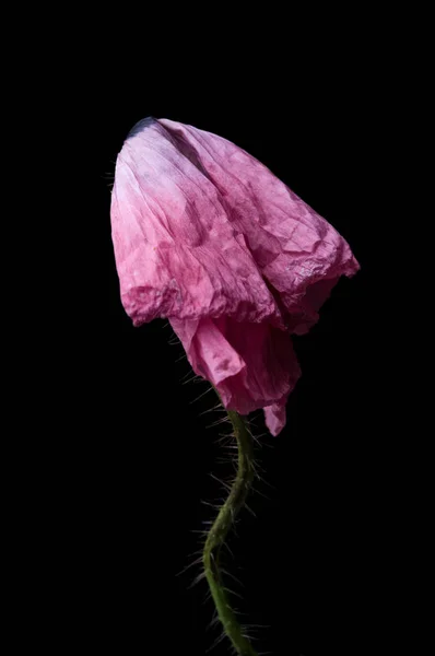 Roter Mohn Isoliert Auf Schwarzem Hintergrund — Stockfoto