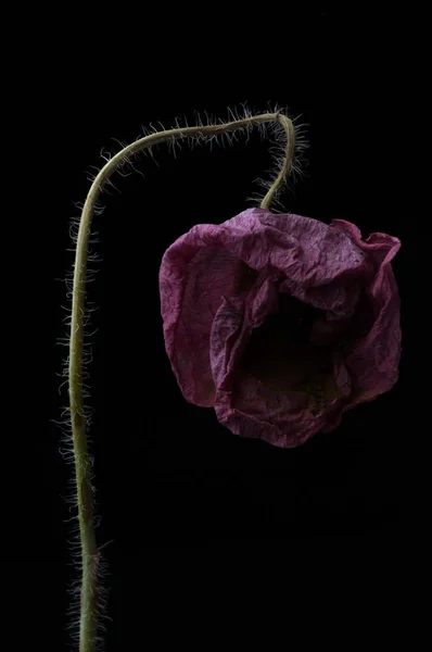 Roter Mohn Isoliert Auf Schwarzem Hintergrund — Stockfoto