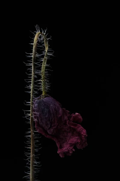 Rode Papaver Geïsoleerd Een Zwarte Achtergrond — Stockfoto