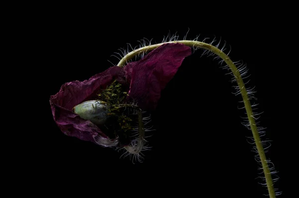 Rode Papaver Geïsoleerd Een Zwarte Achtergrond — Stockfoto