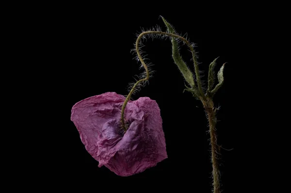 Roter Mohn Isoliert Auf Schwarzem Hintergrund — Stockfoto