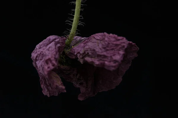 Rode Papaver Geïsoleerd Een Zwarte Achtergrond — Stockfoto