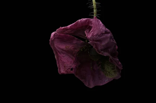 Red Poppy Isolated Black Background — Stock Photo, Image