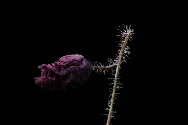 Rode Papaver Geïsoleerd Een Zwarte Achtergrond — Stockfoto