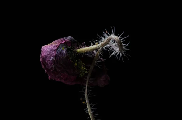 Rode Papaver Geïsoleerd Een Zwarte Achtergrond — Stockfoto