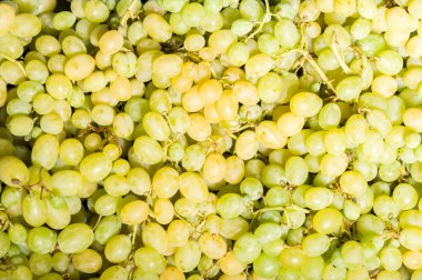 Kırmızı şaraplık üzüm şarap üzüm kara üzüm mavi arka plan