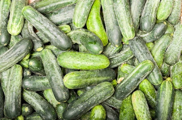 Cucumber background Cucumber harvest. many cucumbers. cucumbers from the field.