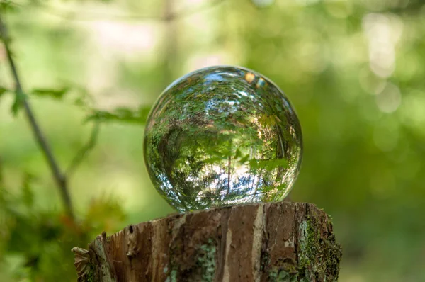 Wald Mit Kristallkugelreflexion — Stockfoto