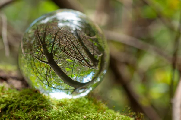 Wald Mit Kristallkugelreflexion — Stockfoto