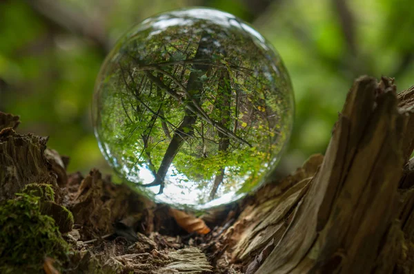 Ліс Відображенням Кульки — стокове фото
