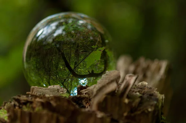 Wald Mit Kristallkugelreflexion — Stockfoto