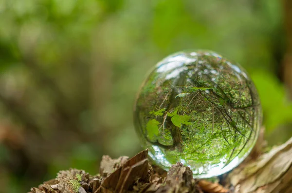 Wald Mit Kristallkugelreflexion — Stockfoto