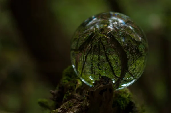 Forêt Avec Reflet Boule Cristal — Photo
