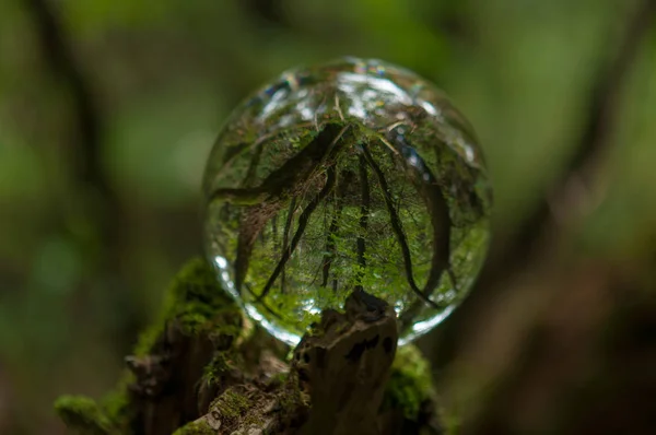 Forêt Avec Reflet Boule Cristal — Photo