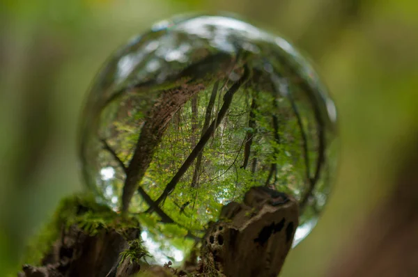 Wald Mit Kristallkugelreflexion — Stockfoto