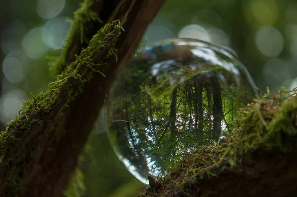 Wald Mit Kristallkugelreflexion — Stockfoto