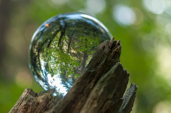 Wald Mit Kristallkugelreflexion — Stockfoto