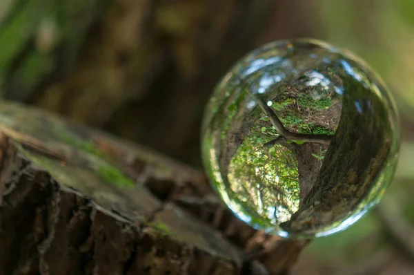 Wald Mit Kristallkugelreflexion — Stockfoto