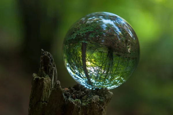 Wald Mit Kristallkugelreflexion — Stockfoto