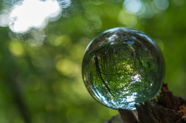 Wald Mit Kristallkugelreflexion — Stockfoto