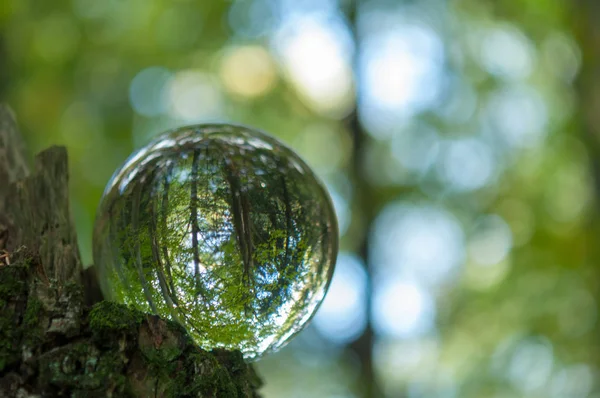 Wald Mit Kristallkugelreflexion — Stockfoto