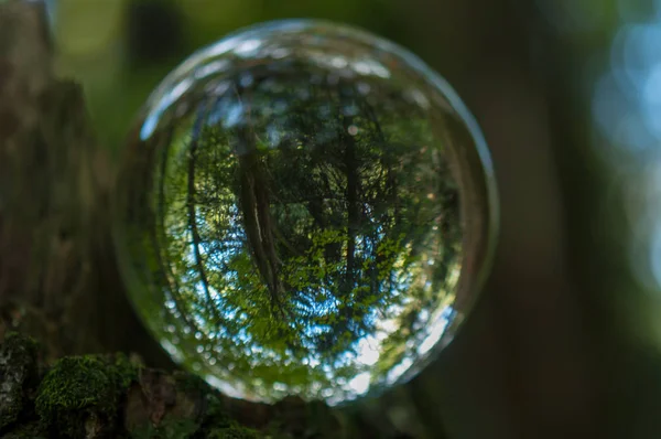 Wald Mit Kristallkugelreflexion — Stockfoto