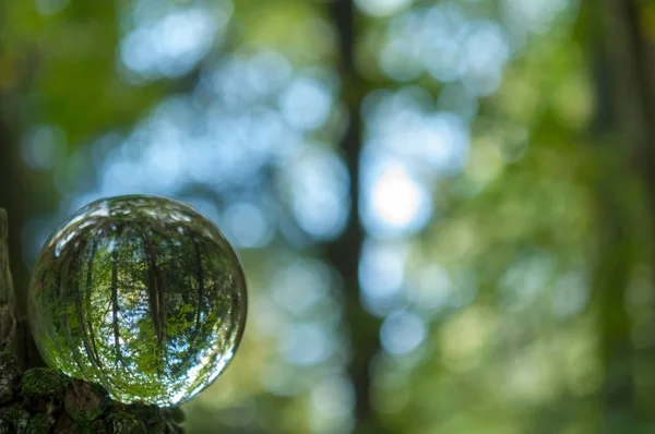 Wald Mit Kristallkugelreflexion — Stockfoto