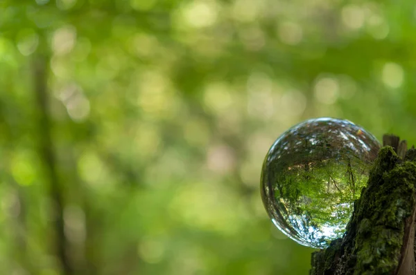 Wald Mit Kristallkugelreflexion — Stockfoto